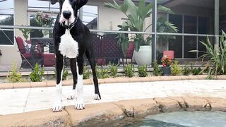 Funny Great Dane Gets Sassy Taking Her First Steps Into The Pool