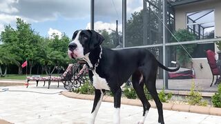 Funny Great Dane Gets Sassy Taking Her First Steps Into The Pool