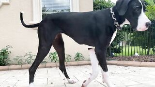 Funny Great Dane Gets Sassy Taking Her First Steps Into The Pool