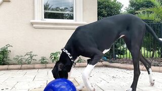 Funny Great Dane Gets Sassy Taking Her First Steps Into The Pool