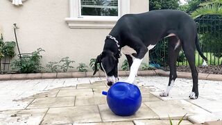 Funny Great Dane Gets Sassy Taking Her First Steps Into The Pool