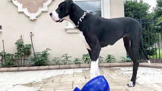 Funny Great Dane Gets Sassy Taking Her First Steps Into The Pool