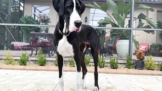 Funny Great Dane Gets Sassy Taking Her First Steps Into The Pool