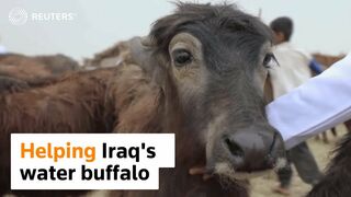 Vets travel by boat for Iraq's water buffaloes