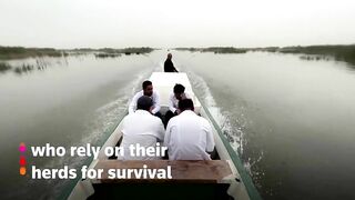 Vets travel by boat for Iraq's water buffaloes