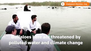 Vets travel by boat for Iraq's water buffaloes