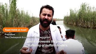 Vets travel by boat for Iraq's water buffaloes