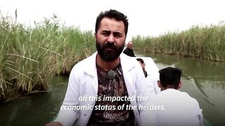 Vets travel by boat for Iraq's water buffaloes