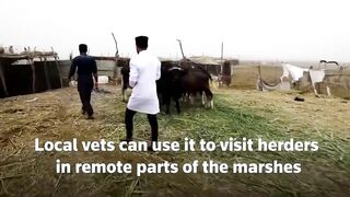 Vets travel by boat for Iraq's water buffaloes