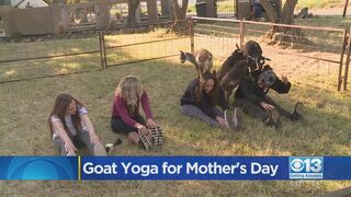 Goat Yoga For Mother's Day