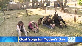 Goat Yoga For Mother's Day