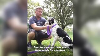 Shelter dogs' reactions to being adopted