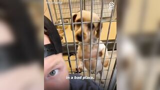 Shelter dogs' reactions to being adopted