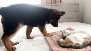 German Shepherd Puppy Meets Mom Cat with Newborn Kittens for the First Time