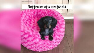 Starbox Dachshunds Compilation Chapter 82