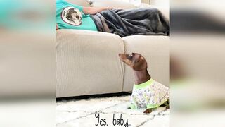 Starbox Dachshunds Compilation Chapter 82