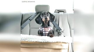 Starbox Dachshunds Compilation Chapter 82