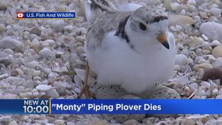 Monty the beloved piping plover dies at Montrose Beach