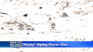 Monty the beloved piping plover dies at Montrose Beach