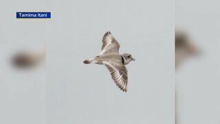 Monty the piping plover dies at Montrose Beach