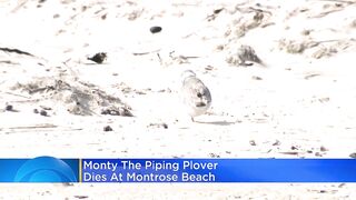 Monty the piping plover dies at Montrose Beach