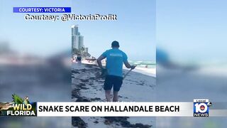 Snake is found on Hallandale Beach