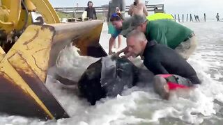 Leatherback turtle washes up on Hanna Park beach in Jacksonville