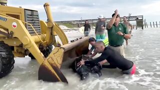 Leatherback turtle washes up on Hanna Park beach in Jacksonville