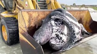 Leatherback turtle washes up on Hanna Park beach in Jacksonville