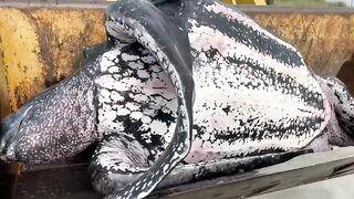 Leatherback turtle washes up on Hanna Park beach in Jacksonville