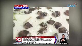 Sandamakmak na dikya, nagkalat sa white sand beach ng Boracay | 24 Oras Weekend