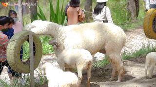 Compilation of animal moments part 4 - Dog, horse, cow, chicken, fish, monkey