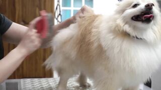 Funny dog wants to save his sister from the LAVA sprayer