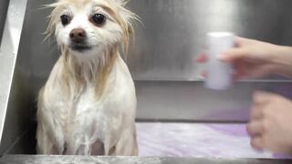 Funny dog wants to save his sister from the LAVA sprayer