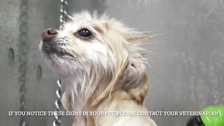 Funny dog wants to save his sister from the LAVA sprayer