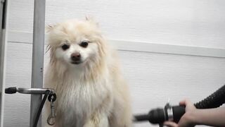 Funny dog wants to save his sister from the LAVA sprayer