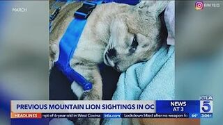 Mountain lion spotted in Newport Beach