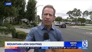 Mountain lion spotted in Newport Beach