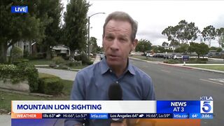 Mountain lion spotted in Newport Beach