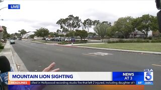 Mountain lion spotted in Newport Beach