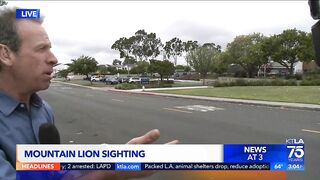 Mountain lion spotted in Newport Beach