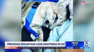 Mountain lion spotted in Newport Beach