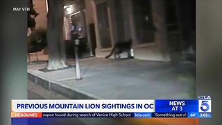 Mountain lion spotted in Newport Beach