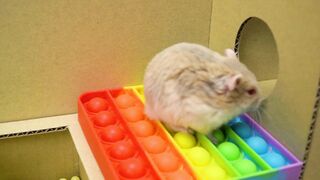 Hamster Vs Pop It Maze Challenge For Pets | ???? Escape Ịn Real Life ????