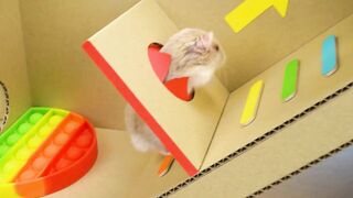 Hamster Vs Pop It Maze Challenge For Pets | ???? Escape Ịn Real Life ????