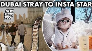 Dubai street cat is living the American dream on Instagram | Viral Pets | New York Post