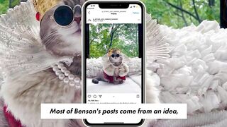 Dubai street cat is living the American dream on Instagram | Viral Pets | New York Post
