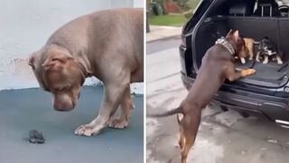 Pitbulls Being Wholesome EP.59 | Funny and Cute Pitbull Compilation