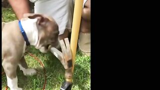 Pitbulls Being Wholesome EP.59 | Funny and Cute Pitbull Compilation