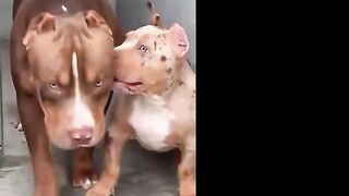 Pitbulls Being Wholesome EP.59 | Funny and Cute Pitbull Compilation